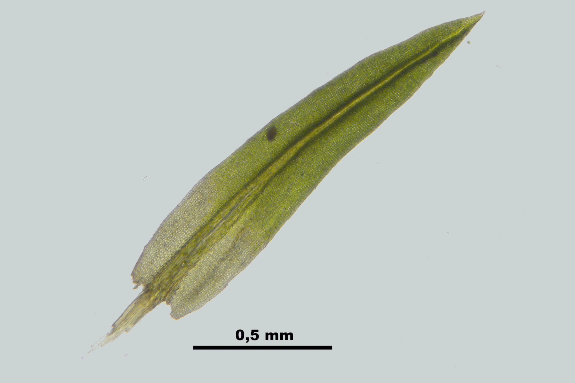 Anoectangium_aestivum_%28b,_113311-471220%29_2525_barb