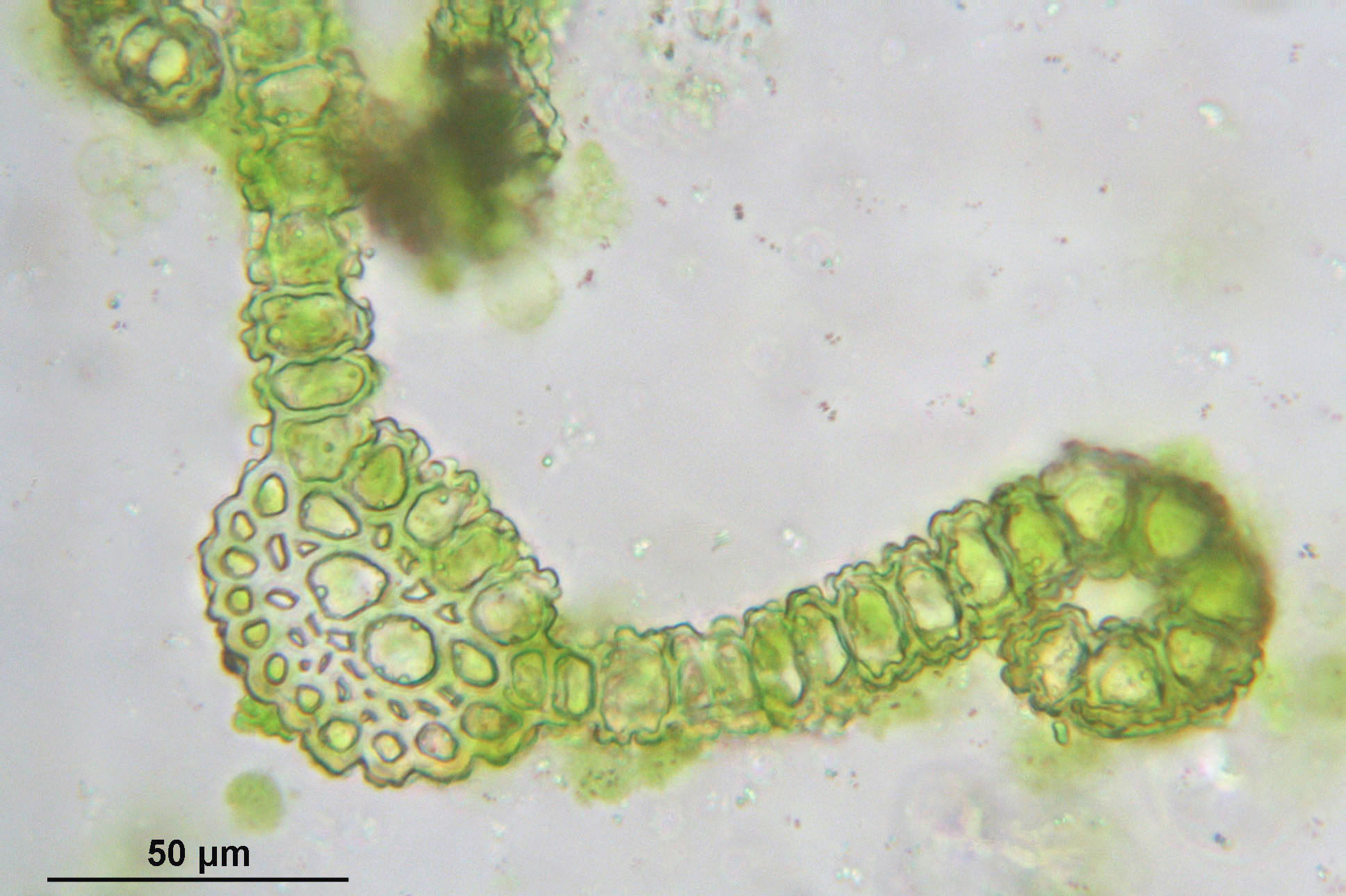 Bryoerythrophyllum_recurvirostrum_%28b,_144741-480322%29_8668