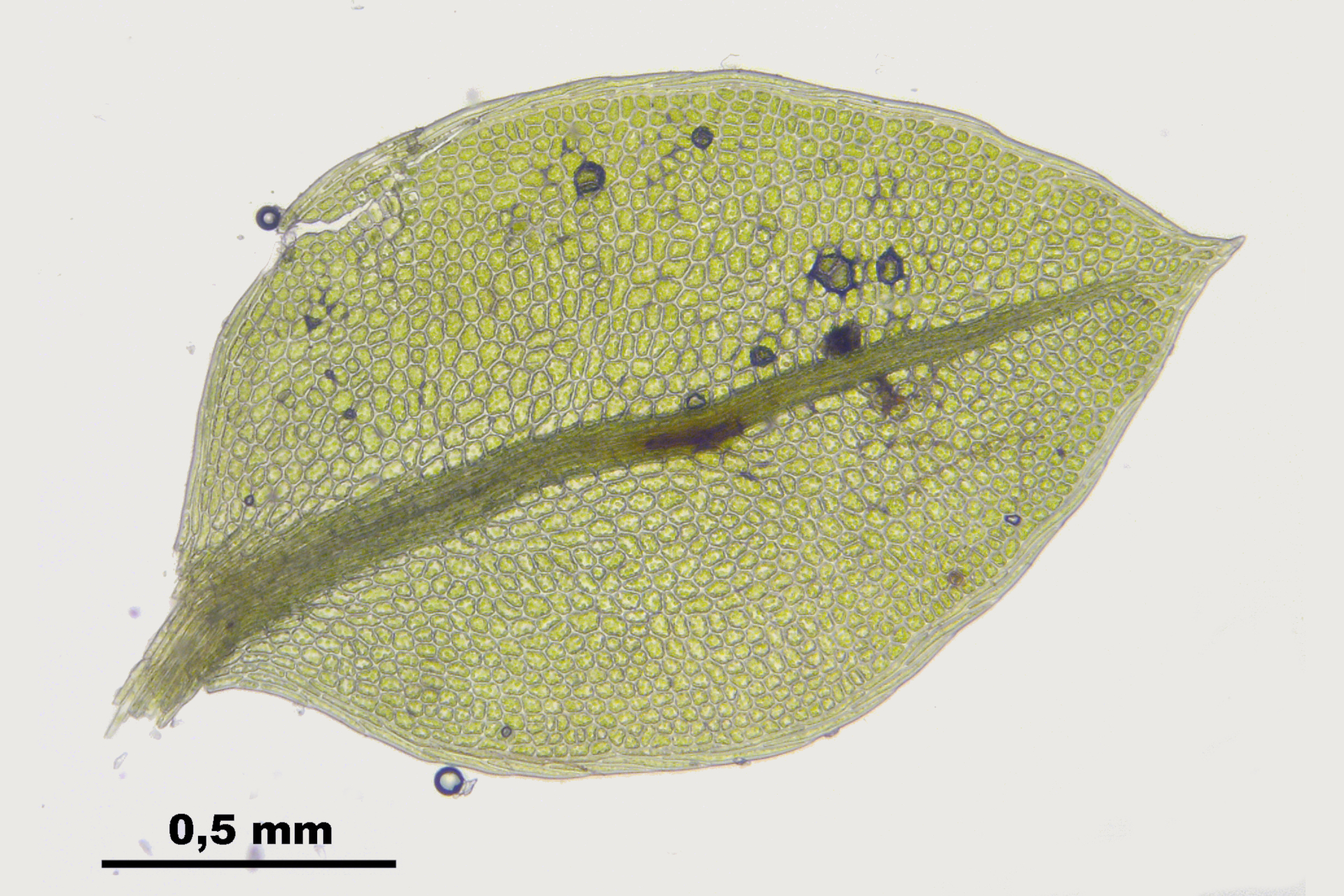 Cyrtomnium_hymenophylloides_%28b,_145601-473026%29_4446_bearb