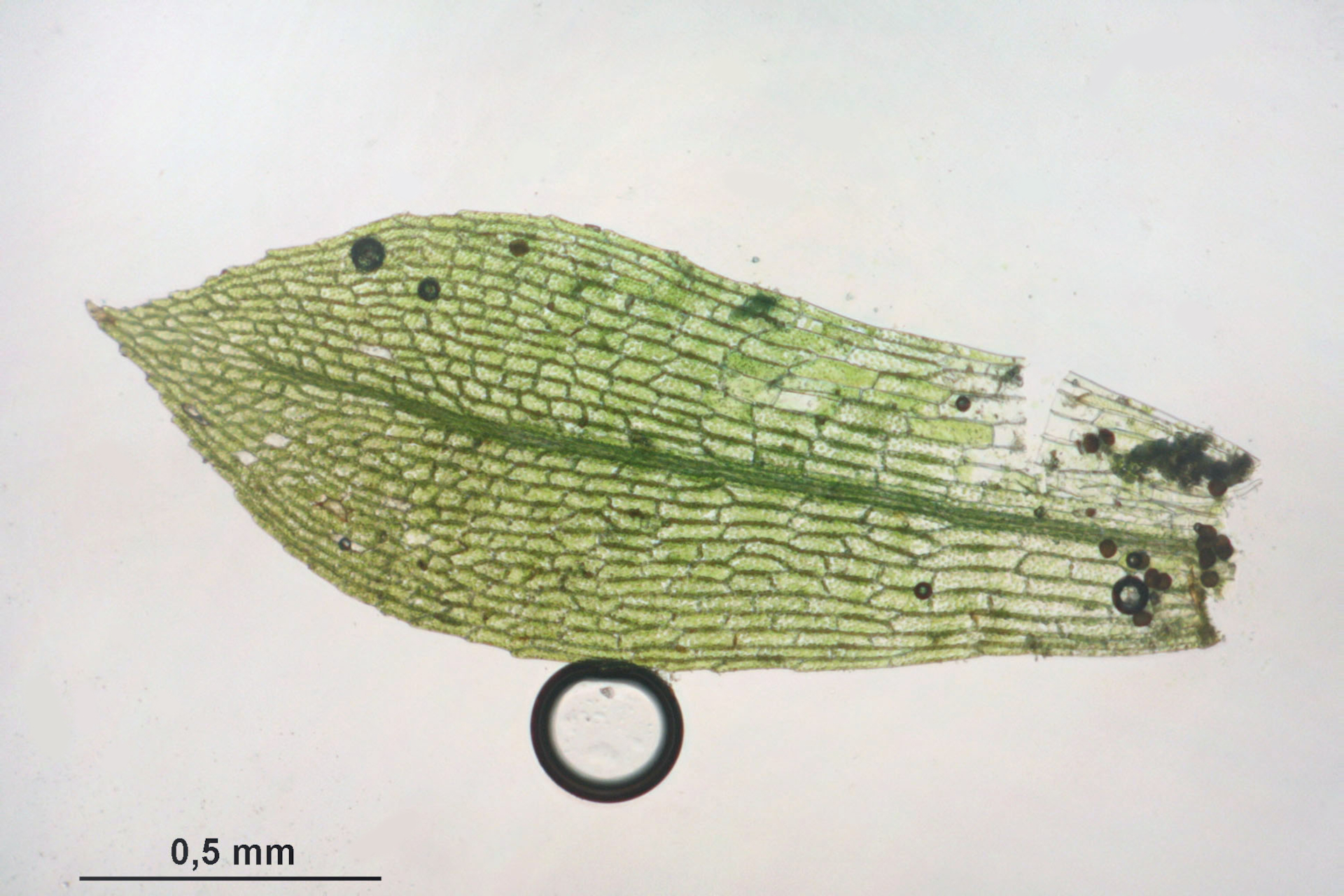 Physcomitrella_patens_%28a,_144649-481016%29_6958_bearb