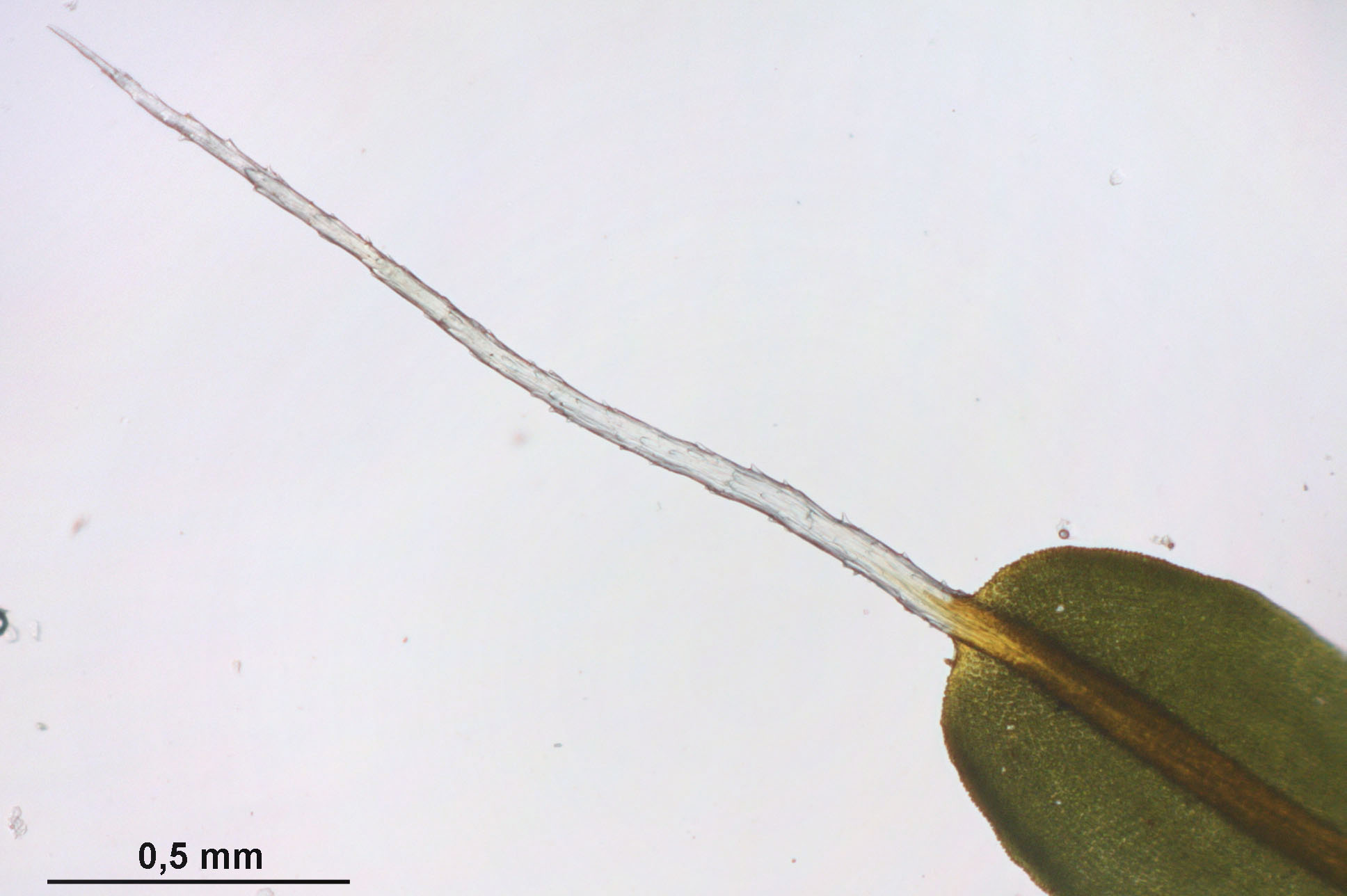 Syntrichia_montana_%28a,_164114-475524%29_9422